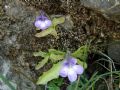 Pinguicula reichenbachiana